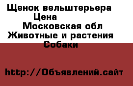 Щенок вельштерьера  › Цена ­ 30 000 - Московская обл. Животные и растения » Собаки   